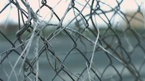 Wire mesh fence with dry plant stems moving on wind on background fenced area — Stock Video