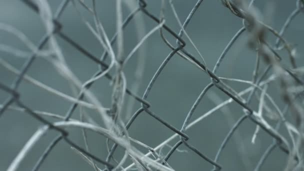 Street chain fence with dry plant stems. Structure wire mesh fence chain fence — Stock Video