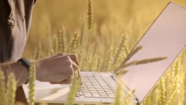Agronom, pracovat na notebooku v pšeničné pole. Člověk ruku psaní notebooku klávesnice — Stock video