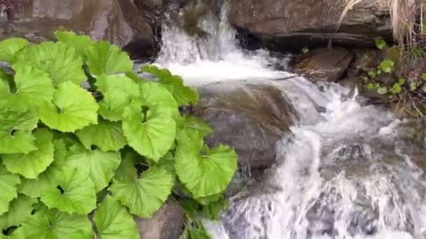 Su akışı dağlarda yakınındaki yeşil bitkiler büyümek — Stok video