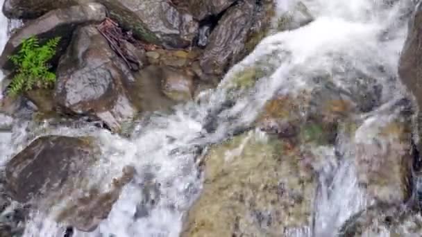 Cours d'eau sur pierre. Une petite eau tombe sur la roche. Eau qui coule entre les pierres — Video