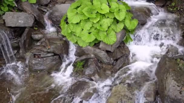 Wildbach. Steinwasser plätschert. grüne Büsche wachsen auf Steinen im Wasserfall. — Stockvideo
