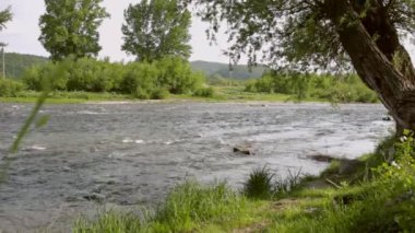 Nehir akarsu manzara. Nehir su akıyor. Yaz doğa arka plan
