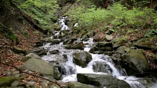 Cascata di montagna in sentiero roccioso tra verde bosco. L'acqua che scorre in natura — Video Stock