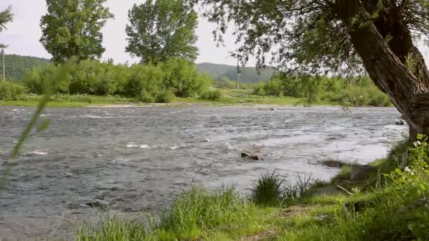 Flusslandschaft. Flusswasser fließt. Sommer Natur Hintergrund — Stockvideo