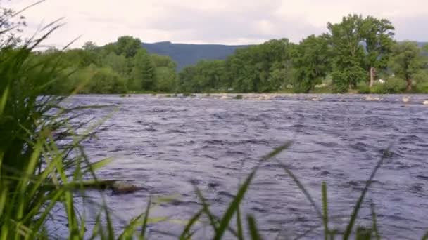 Flodvatten strömma landskap. Berg flod som rinner nära gröna träd — Stockvideo