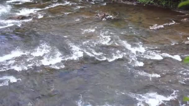 Быстрое течение реки. Неглубокая горная река с каменными порогами — стоковое видео