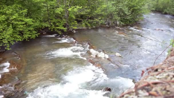 Horská řeka, která teče v zeleném lese. Krásné přírody — Stock video