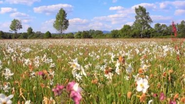 Alan çiçekli beyaz nergis. Güzel çiçek peyzaj
