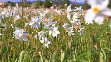 Narcissus alanında çiçeklenme. Güzel büyük çiçek yatak