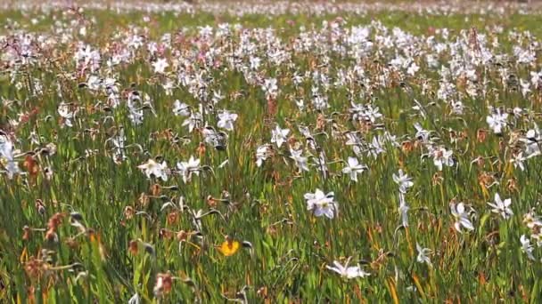 Floración de narcisos blancos en el campo. Hermoso paisaje floral — Vídeos de Stock