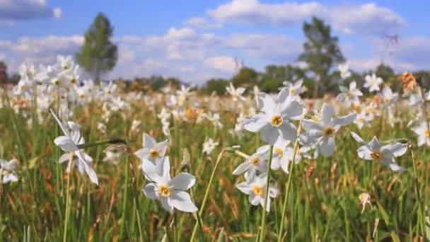 Vita pingstliljan växer i fältet våren. Fältet av blommande påskliljor — Stockvideo