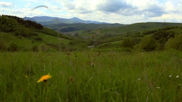 草甸风景在山。夏季山地牧场 — 图库视频影像