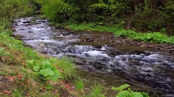 Rápido rio de montanha que flui através da floresta. Corrente fluvial montanha rápida — Vídeo de Stock