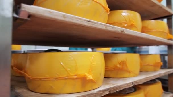 Ruote formaggio confezionate su scaffali in magazzino fabbrica. Produzione di formaggio — Video Stock