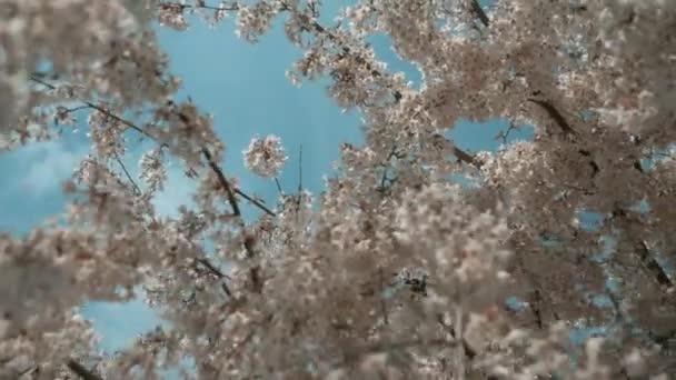 Close up cherry blossom trees swaying with wind. Under blossoming cherry trees. — Stock Video