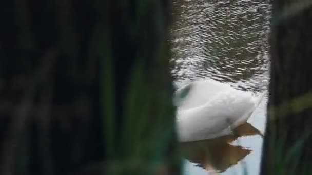 Cerca del cisne nadando en el agua. Observación de aves cerca del lago en el parque . — Vídeos de Stock