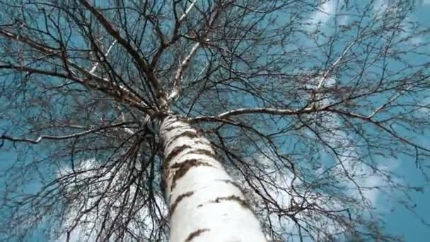 Bottom view of big crown at springtime. Camera moving around birch tree. — 비디오