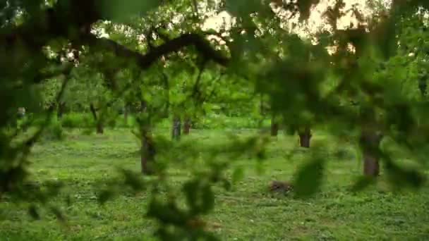 Fondo de la naturaleza en tiempo ventoso. Hermoso jardín verde en verano . — Vídeo de stock