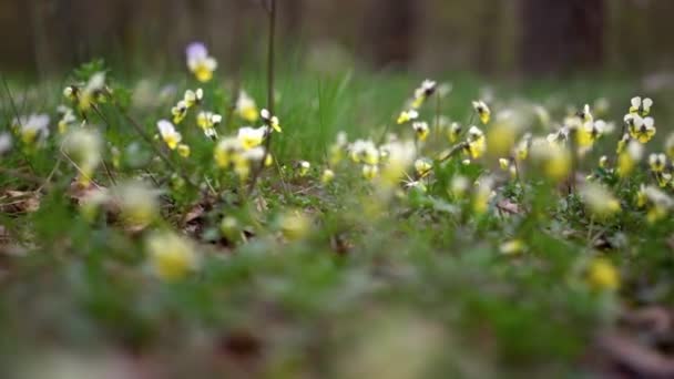 Floreciente campo de flores en primavera. Flores silvestres que crecen en el medio rural. — Vídeos de Stock