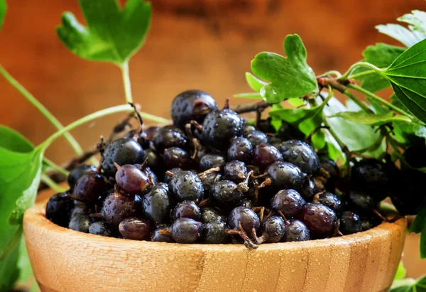 Black currant with leaves — Stock Photo, Image