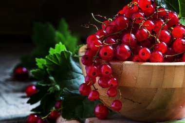 Frenk üzümü yaprakları ile demetleri