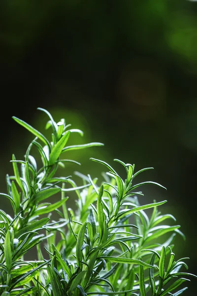 Rosmarino fresco su fondo naturale sfocato — Foto Stock