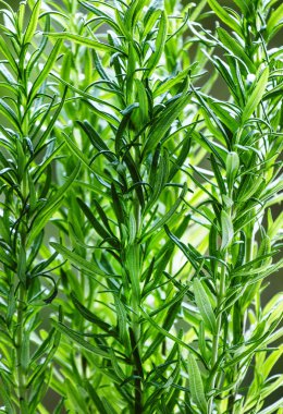 Bulanık doğal zemin üzerine taze biberiye 