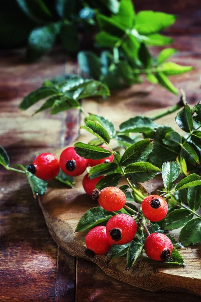 Гілки шипшини з ягодами — стокове фото