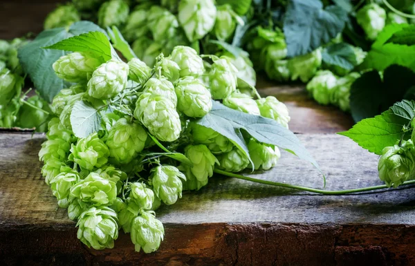 Hopfenzapfen und Weinrebe mit Blättern — Stockfoto