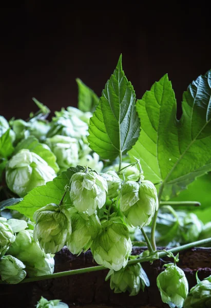 Cônes de houblon et vignes à ficelle avec feuilles — Photo