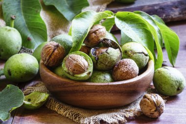 Fresh walnuts in a green shell with leaves clipart