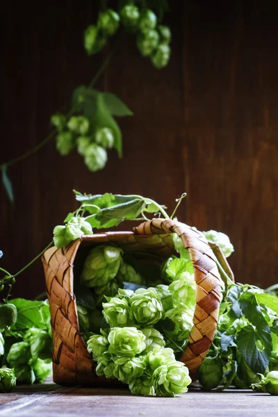 Cônes de houblon frais dans un panier en osier — Photo