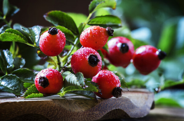 Branches rosehip with berries  