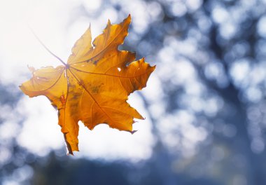 Bulanık doğal zemin üzerine düşen turuncu akçaağaç yaprağı