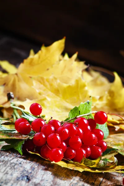 Осенний букет вибурнума с желтыми листьями — стоковое фото