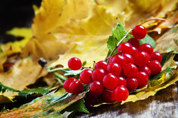 Bando de outono de viburnum com folhas amarelas — Fotografia de Stock