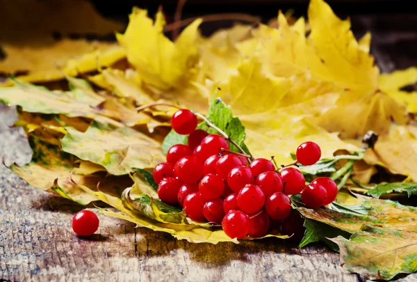 Kartopu sarı yaprakları ile sonbahar demet 