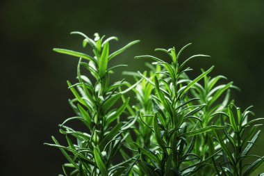 Fresh rosemary on blurred natural background  clipart