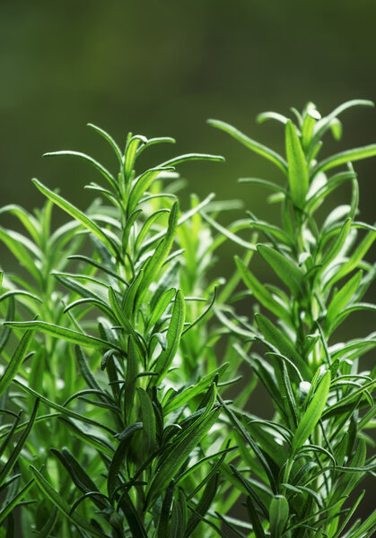 Fresh rosemary on blurred natural background 