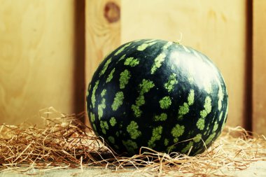 Kesilmemiş çizgili karpuz 