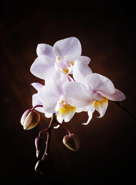 Белая и розовая орхидея — стоковое фото