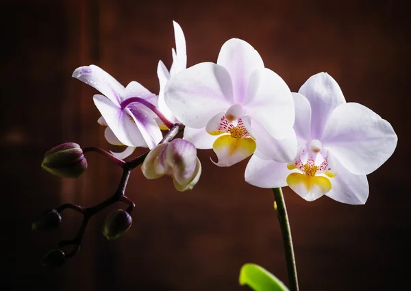 Orquídea branca e rosa — Fotografia de Stock