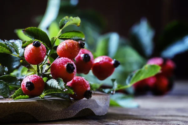 Čerstvé plody z divoké růže — Stock fotografie
