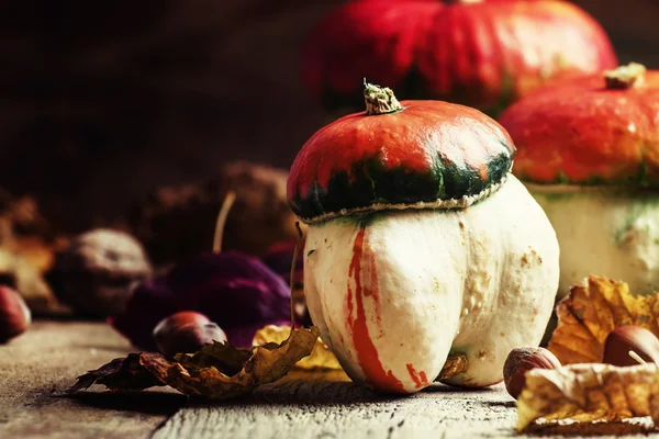 Autumn concept. Decorative pumpkins mushrooms — Stock Photo, Image