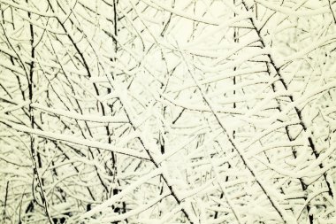 Ağaç dalları üzerinde ilk kar.