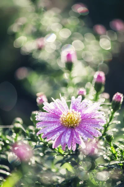 라일락 꽃이 슬 방울 — 스톡 사진