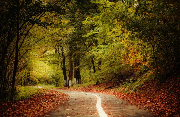 Strada nella foresta autunnale. Autunno llandscape con foglie cadute . — Foto Stock