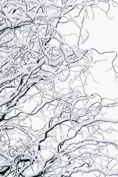 Paisaje invernal, primera nieve en ramas de árboles —  Fotos de Stock