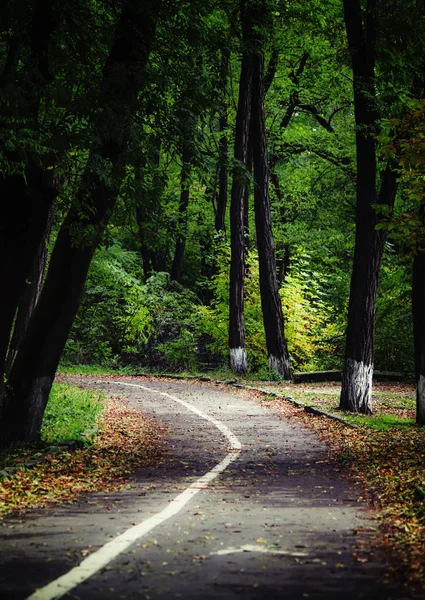 秋の森。秋 llandscape — ストック写真